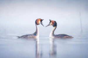 Photographer Tom Nickels Captures Incredible Photos Of Birds In The Forests Of Finland