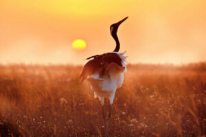 30 Outstanding Award-Winning Bird Photos to Inspire Lovers of Nature Photography