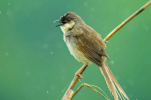 Indian Photographer Grace Marian Captures Stunning Photos of Birds in Their Natural Habitat