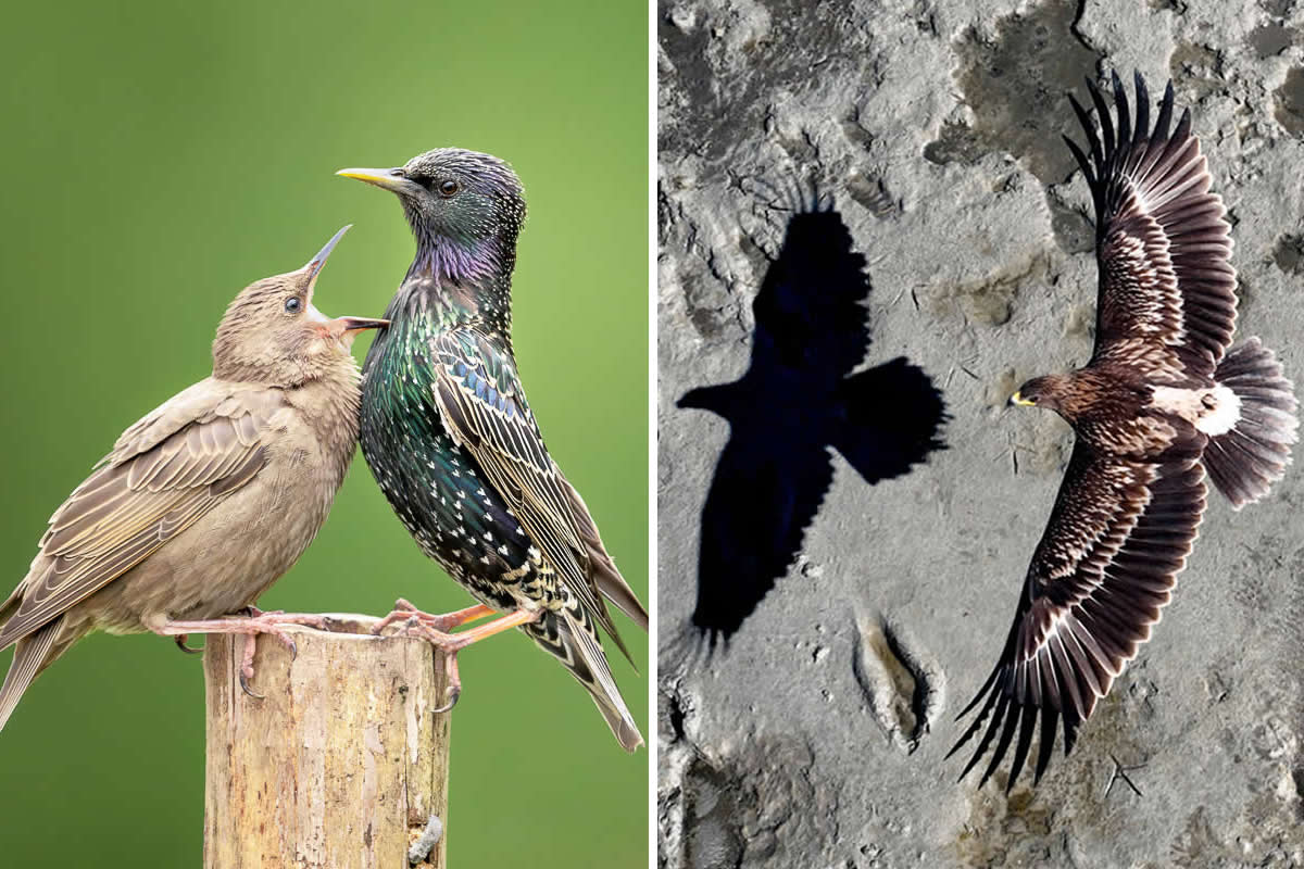 Best of 2025: 33 Spectacular Bird Photos That Won Major International Awards - 121Clicks.com