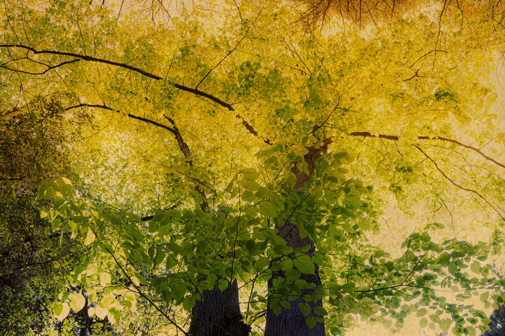 Annaka Harris | On the “Life Analogy” to Consciousness