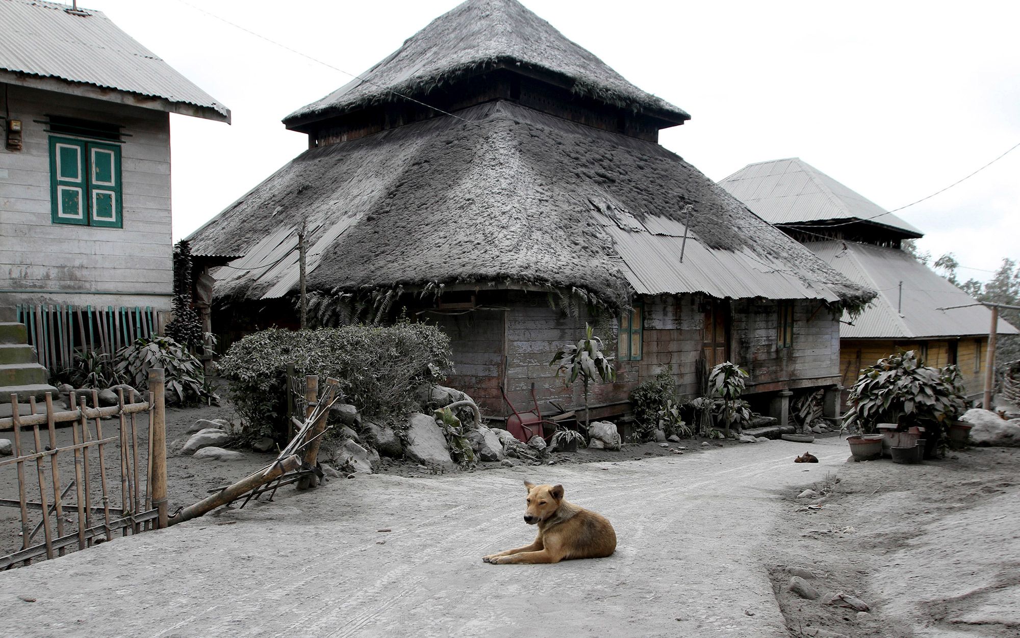 Who could dogs become without humans in their lives? | Aeon Essays