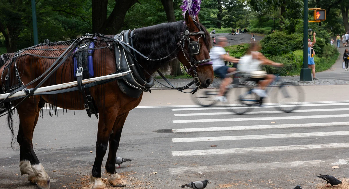 Central Park Conservancy backs NYC horse carriage ban, citing safety and damage