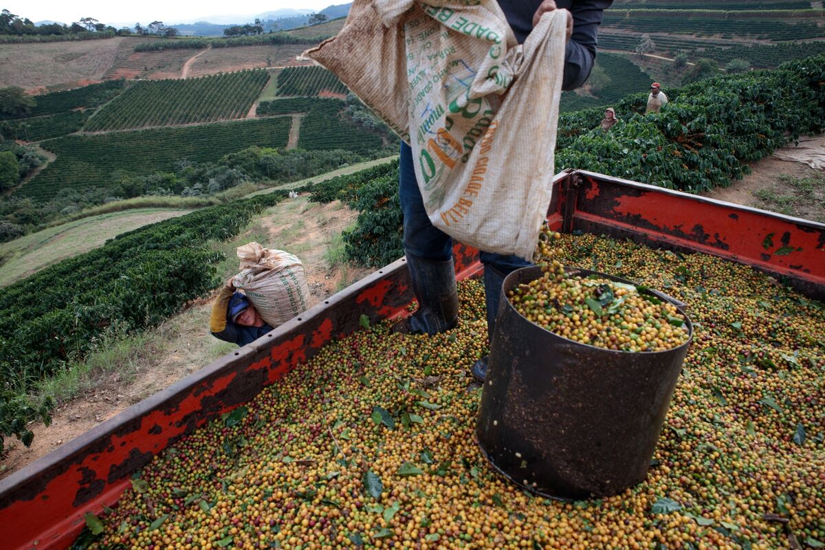 The World’s Coffee Mostly Comes From Two Countries. That’s a Problem