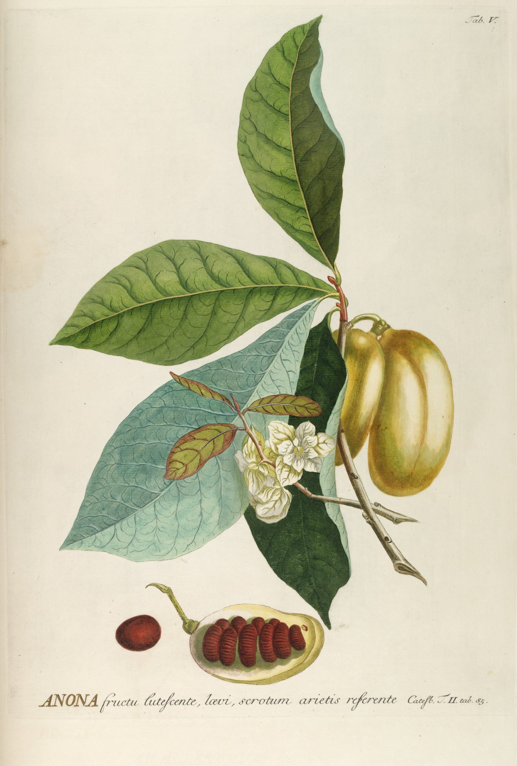 Consider the Pawpaw