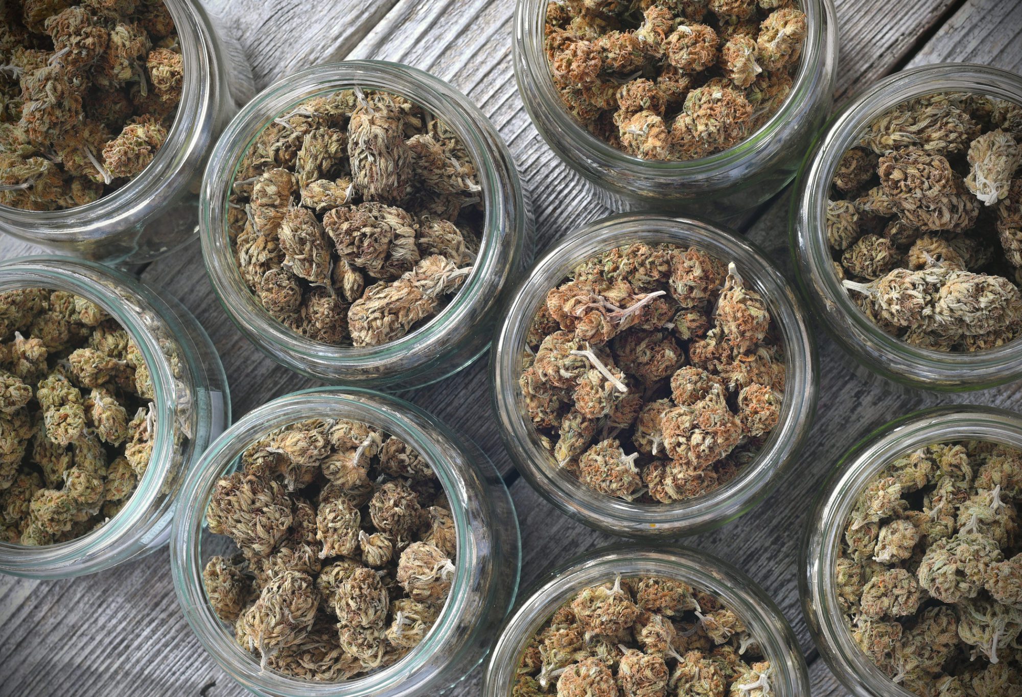 Six States Are Voting on Legalizing Weed or Psychedelics