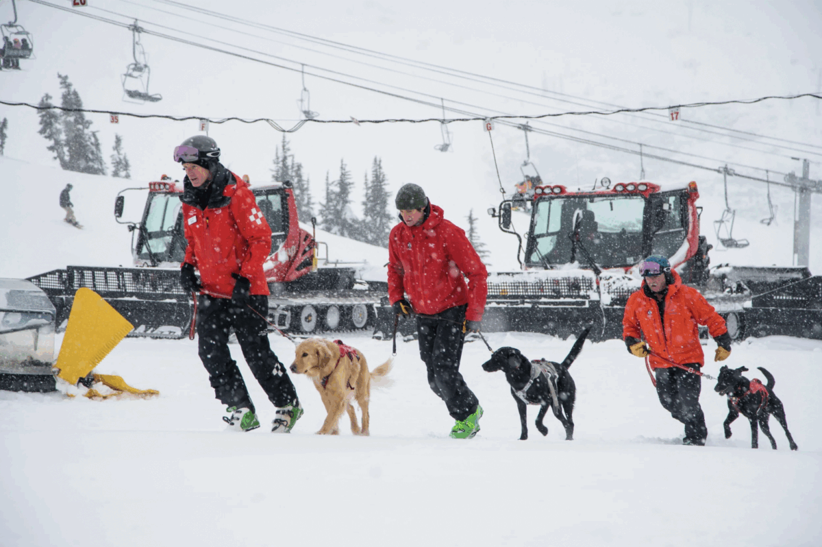 Puppies at work: Inside Canada’s avalanche rescue dog training program