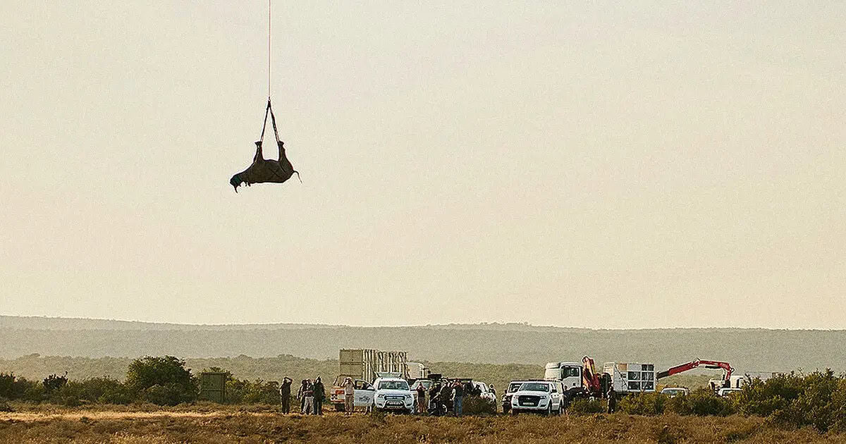 Why the Right Way To Fly a Rhino Is Upside Down