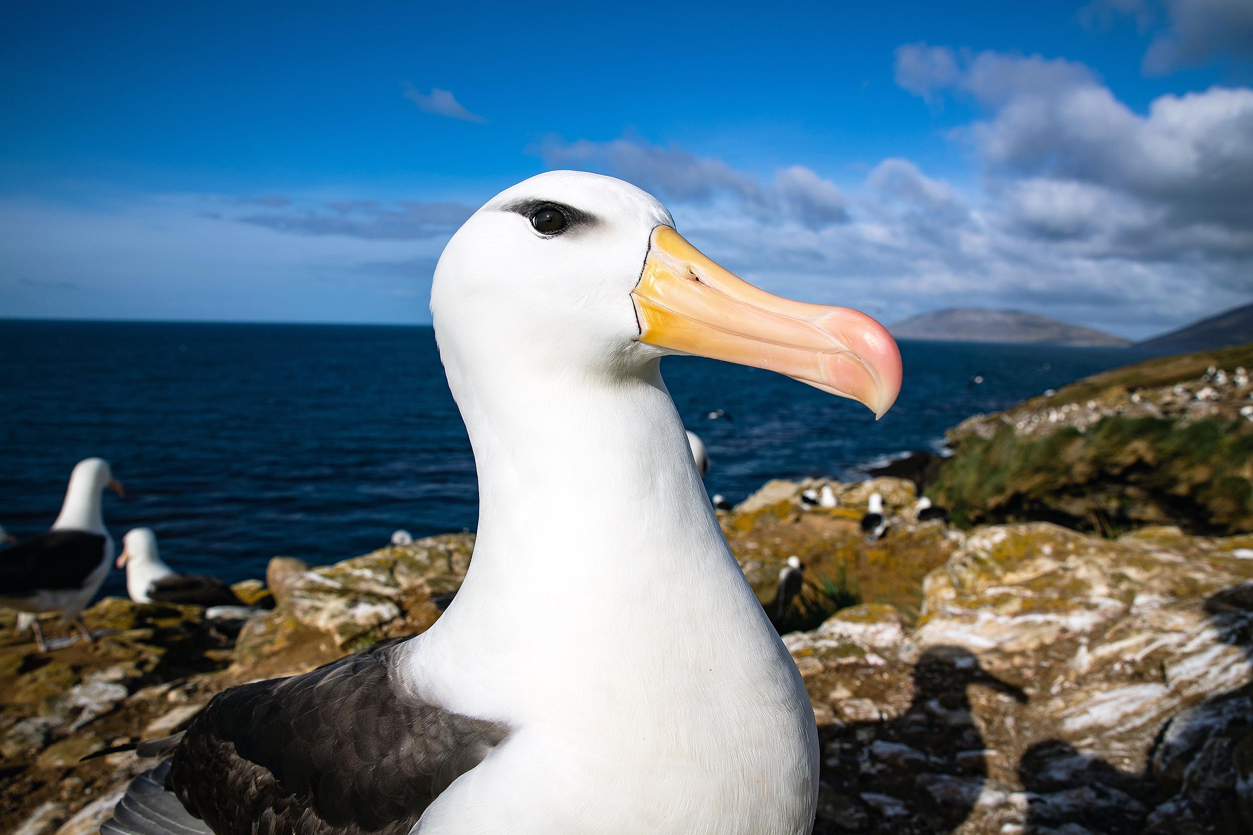 Officials plan to "bomb" invasive mice that are eating seabirds alive - Earth.com