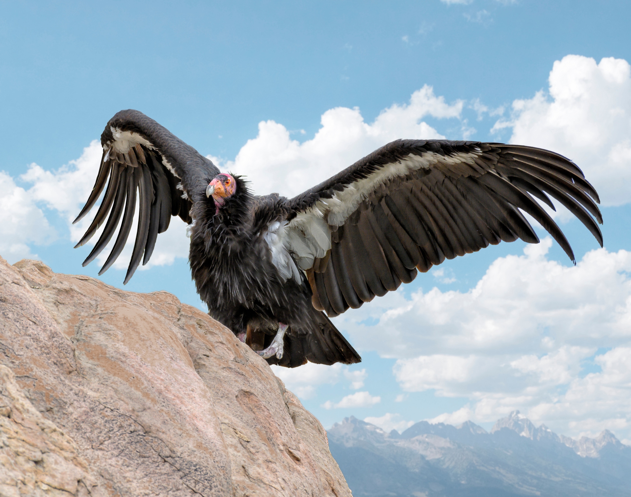 National Bird Day 2025: Signals of a changing world