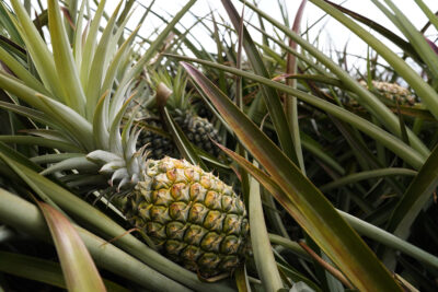 Costco ‘Pineapple Wars’ Pit Kauaʻi Business Owners Against Each Other