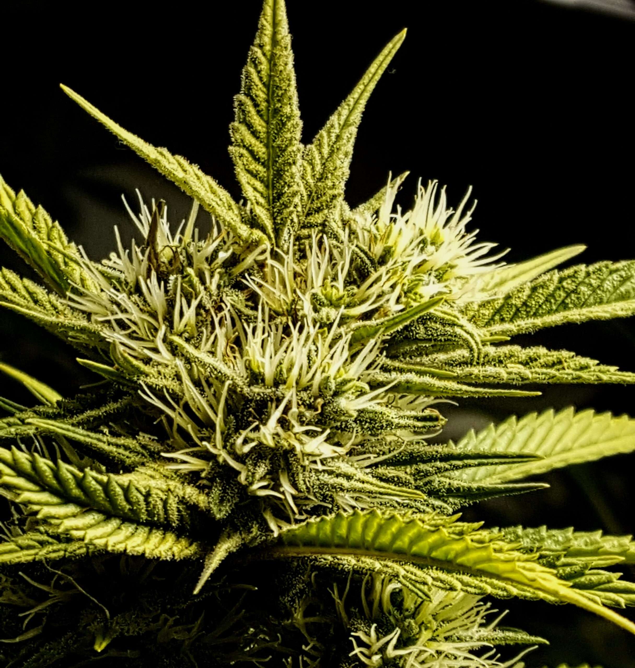 Washington has been much more successful than California in displacing the black market for pot