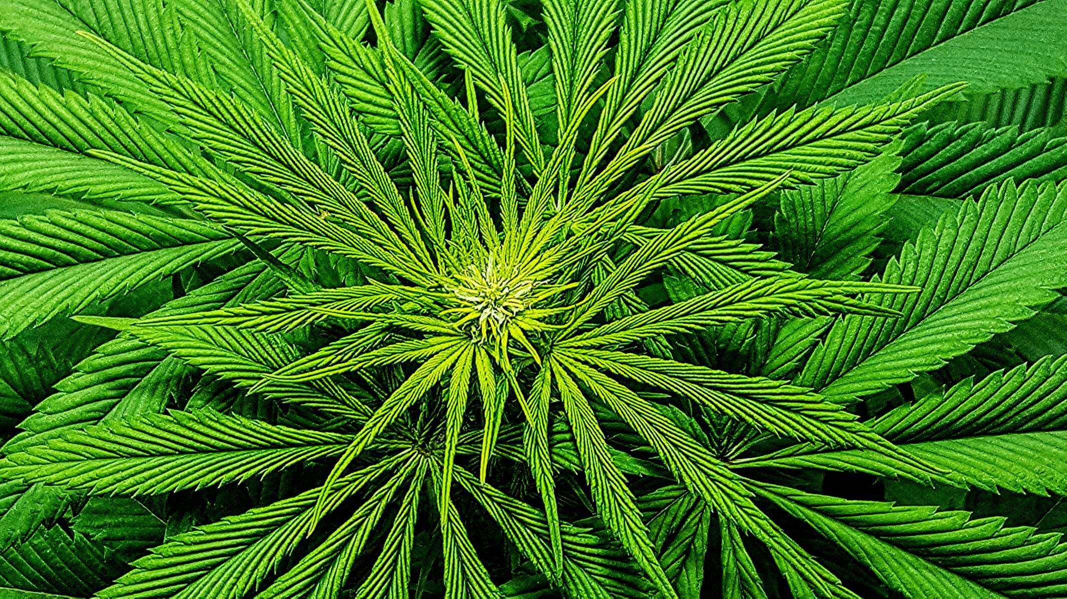 Pot legalization is a 'big mistake' only if you ignore the value of freedom and the injustice of prohibition