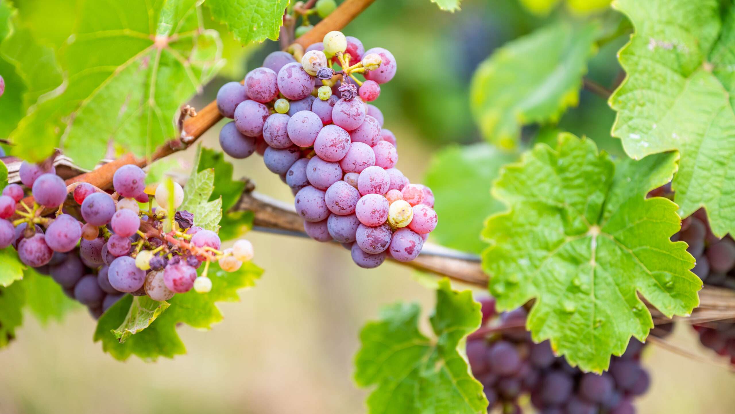 Napa’s wineries battle local restrictions