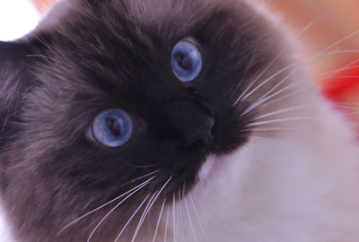 On Cat Pictures