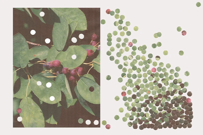 The Serviceberry: An Economy of Abundance – Robin Wall Kimmerer