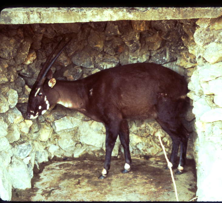 In search of the last saola