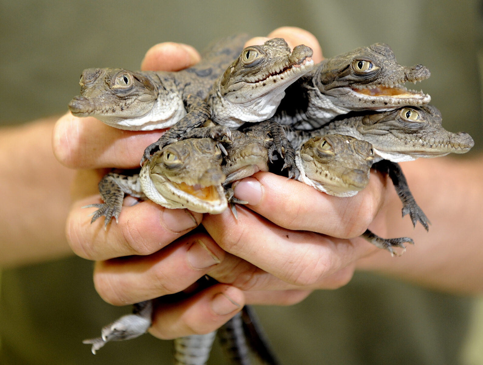 Florida’s Hot Spot for the Crocodile’s Comeback Is…a Nuclear Power Plant?