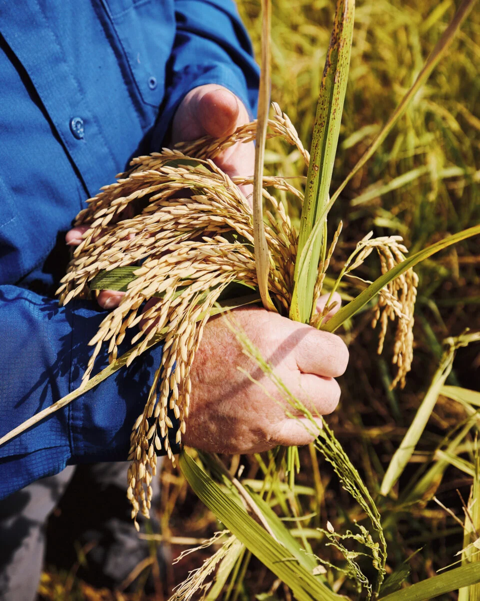 How One Arkansas Family Is Rewriting the Rules of Rice Farming