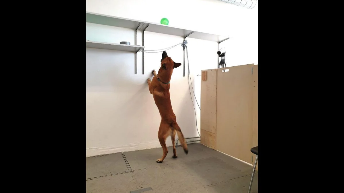 It's Not Just Us: Some Dogs Can Become Unhealthily Addicted to Their Favorite Things, Too