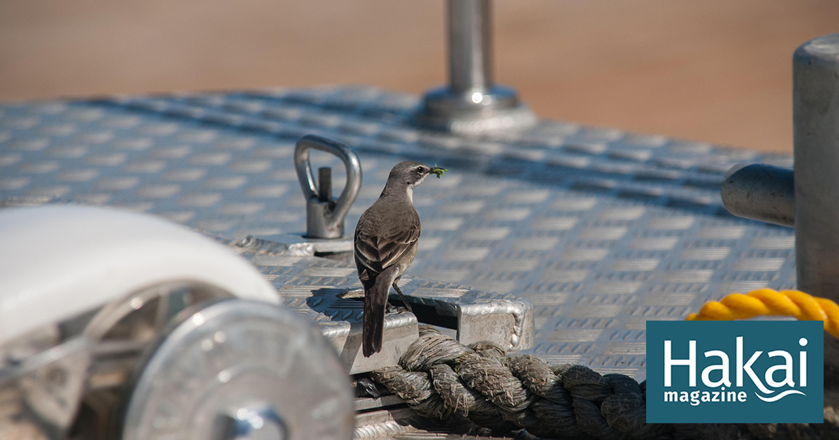 With Ships, Birds Find an Easier Way to Travel | Hakai Magazine