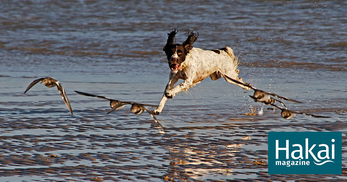 Gone to the Dogs | Hakai Magazine
