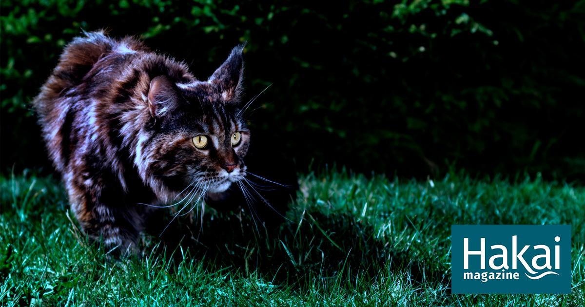 It’s 10 PM. Do You Know Where Your Cat Is? | Hakai Magazine