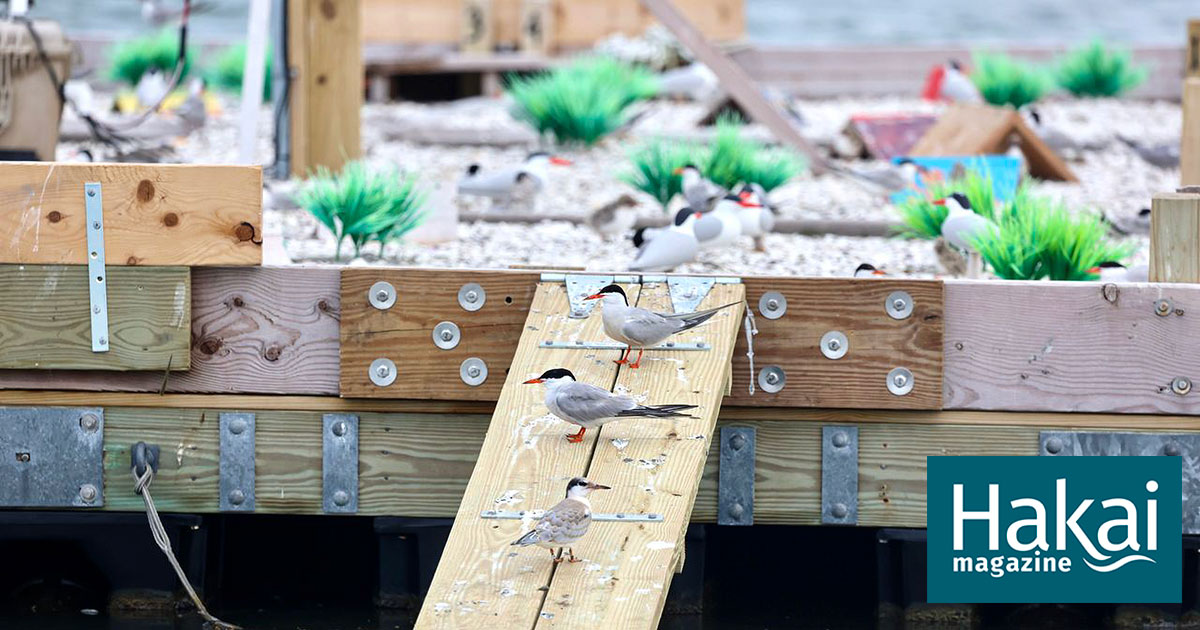 Threatened Seabirds Get a Life Raft in Maryland