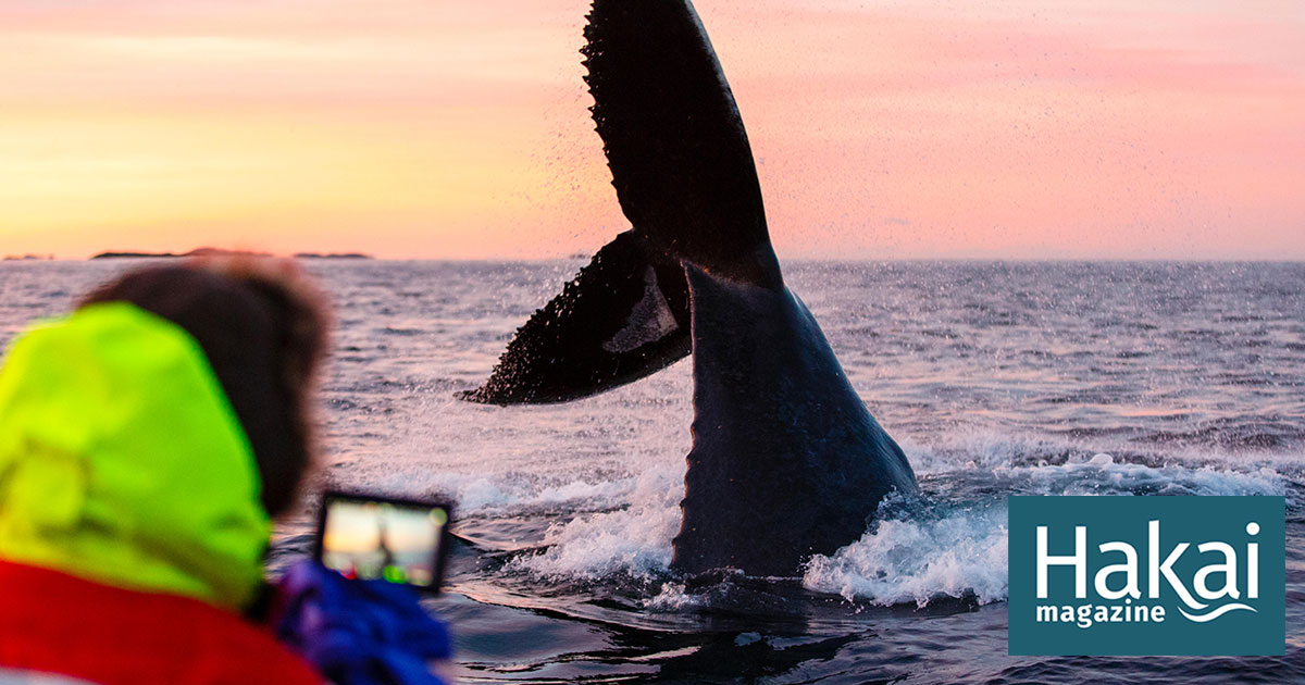 In Norway, Whale Watchers Churn a “Soup of Chaos” | Hakai Magazine