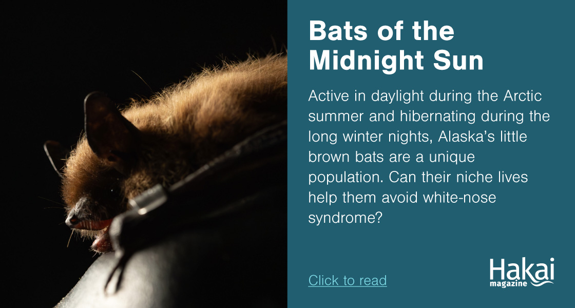 Bats of the Midnight Sun | Hakai Magazine