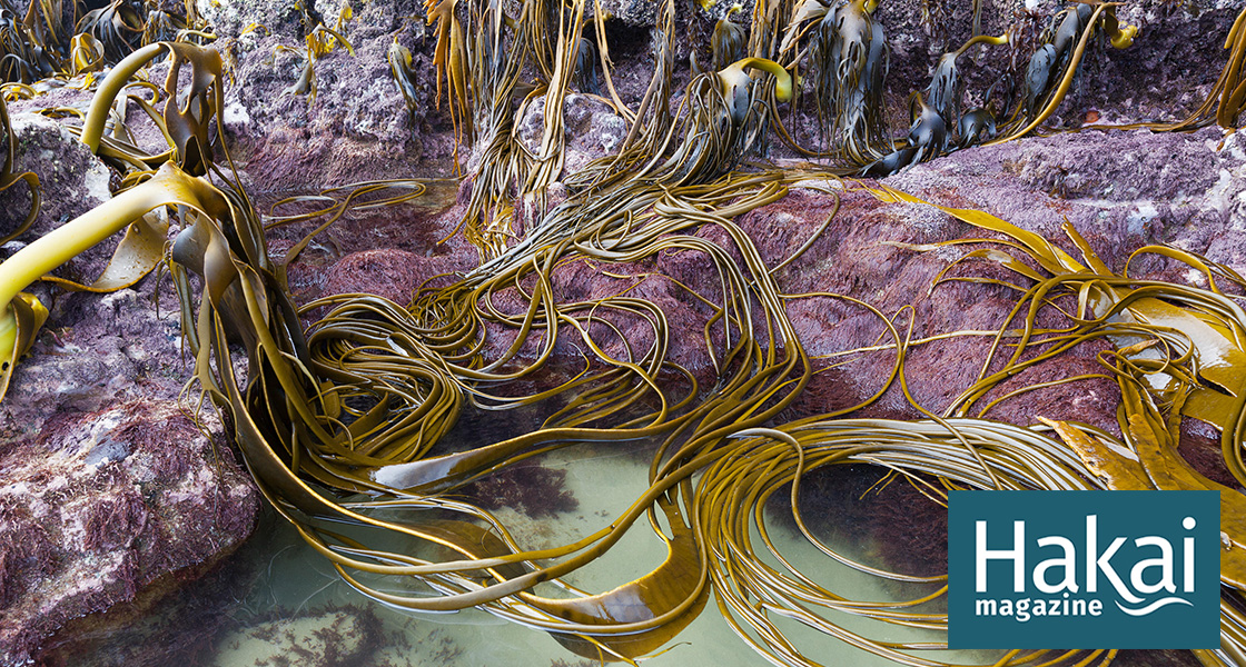   Kelp Keeps a Record of Environmental Calamity | Hakai Magazine