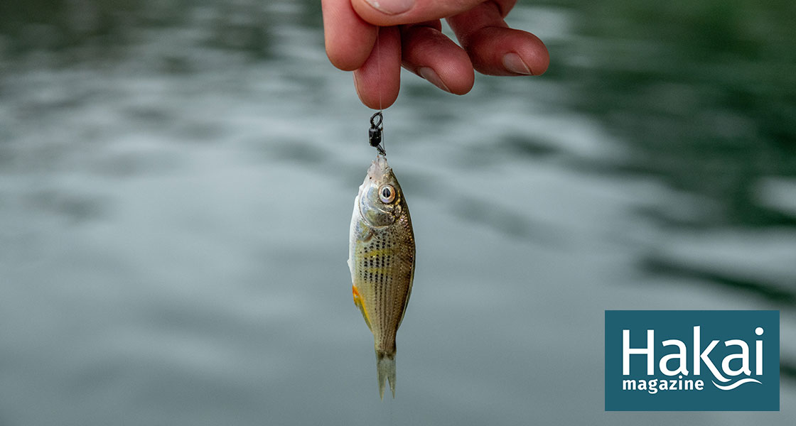   How Microfishing Took the Angling World by (Very Small) Storm | Hakai Magazine