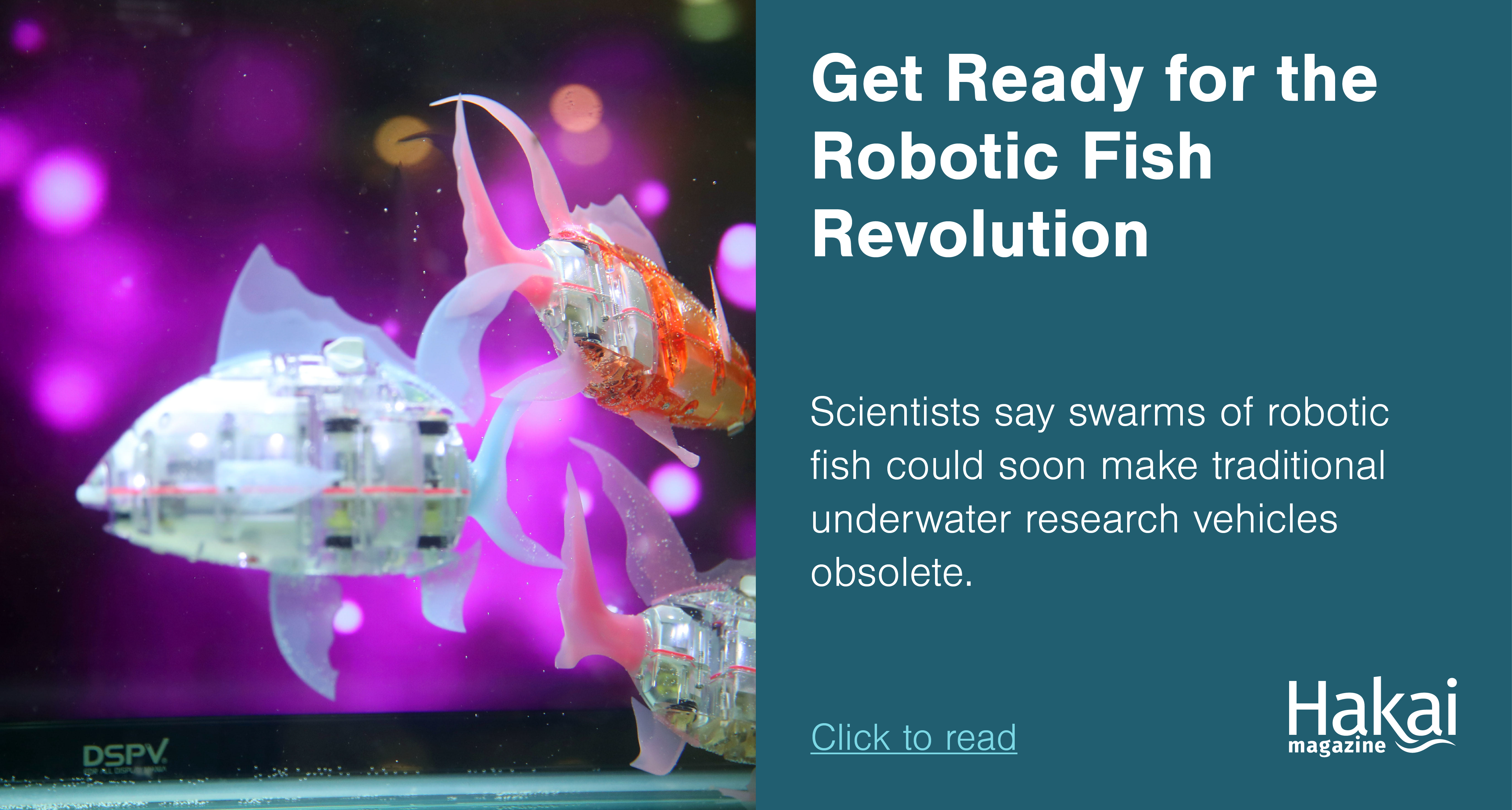 Get Ready for the Robotic Fish Revolution | Hakai Magazine