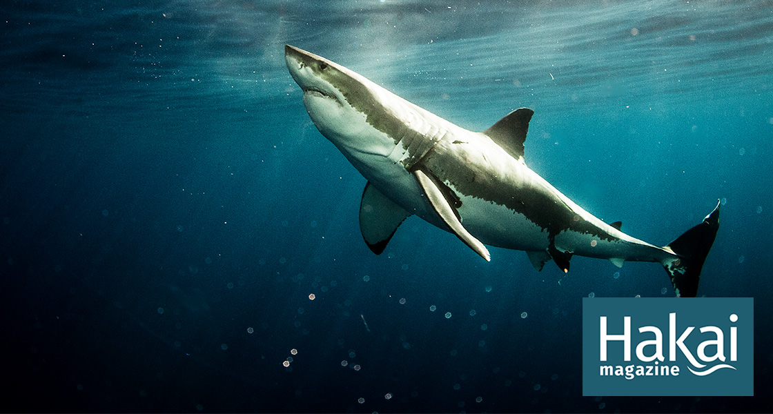   South Africa’s Missing Sharks Have Been Found | Hakai Magazine