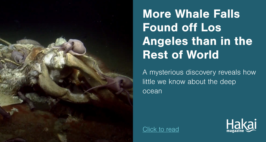   More Whale Falls Found off Los Angeles than in the Rest of the World Combined | Hakai Magazine