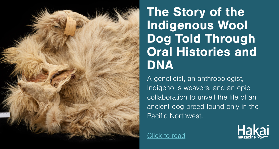   The Story of the Indigenous Wool Dog Told Through Oral Histories and DNA | Hakai Magazine