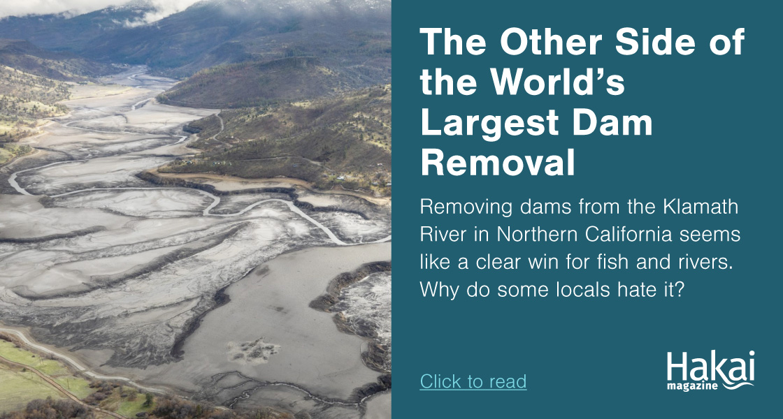   The Other Side of the World’s Largest Dam Removal | Hakai Magazine