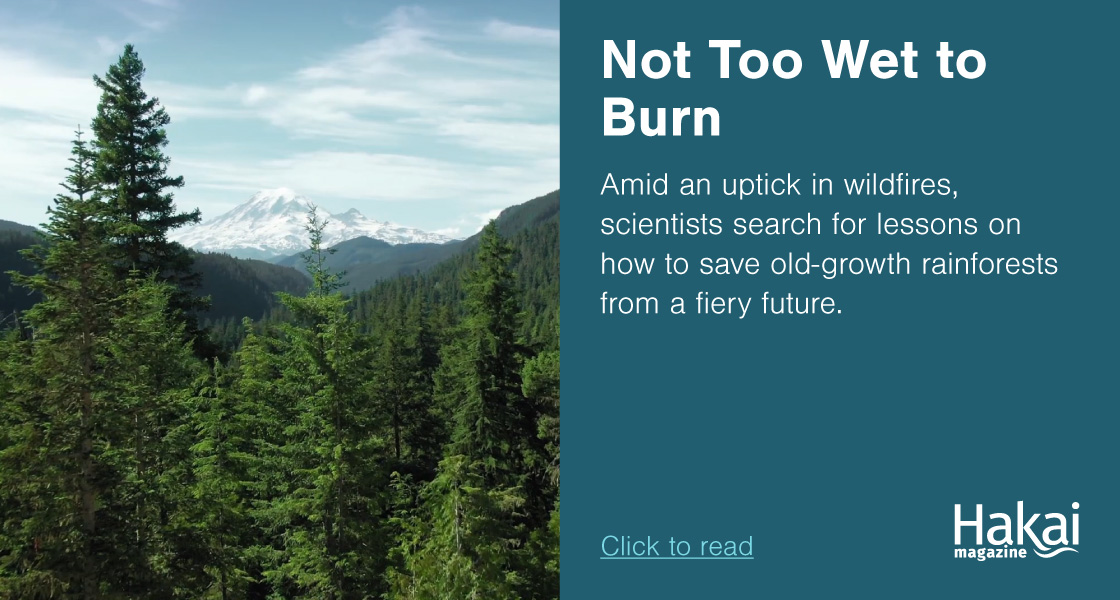   Not Too Wet To Burn | Hakai Magazine