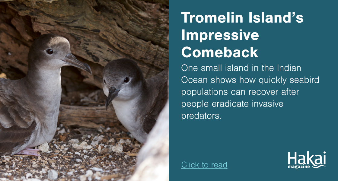 Tromelin Island’s Impressive Comeback | Hakai Magazine