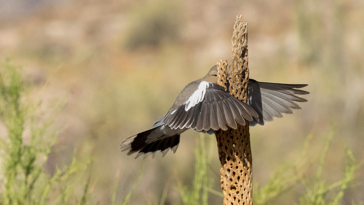 The Top Comedy Wildlife Photos of 2023