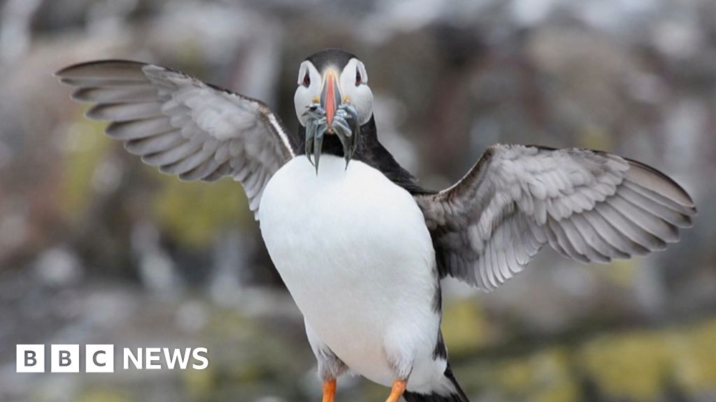 Puffin food fight goes to court as UK and EU clash over sandeels