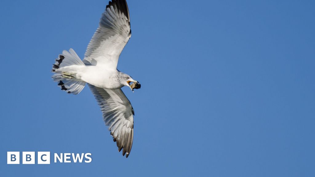 Blavatnik School of Government closed by seagull dropping rock