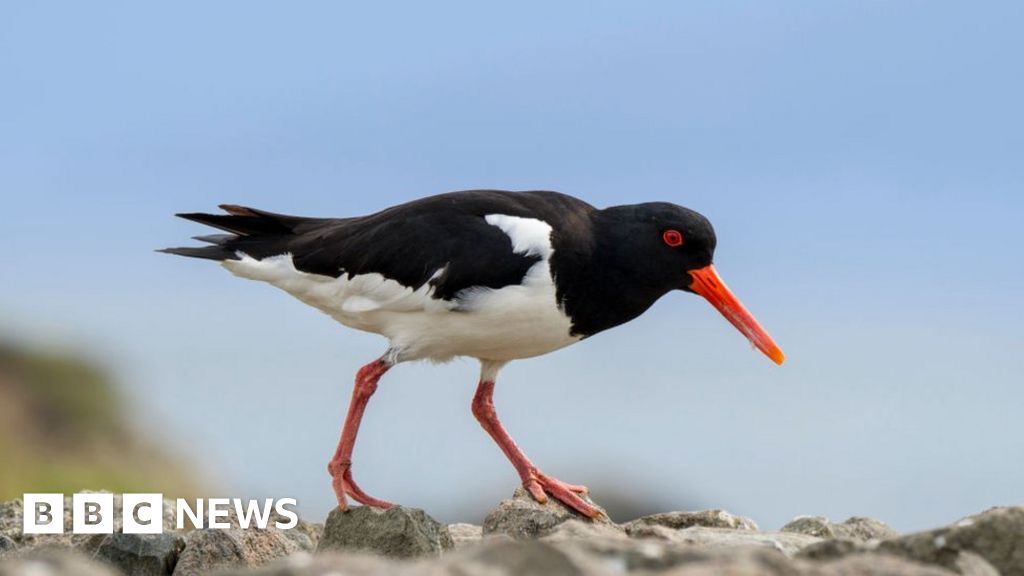 Orkney bird tag tracked to London home