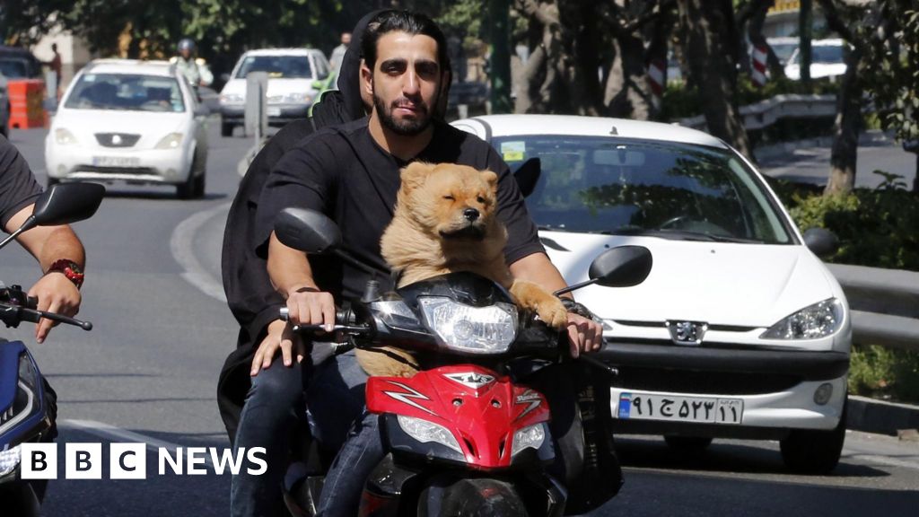 Iran expands dog-walking ban beyond Tehran - BBC News