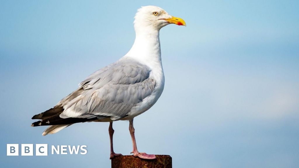 When do gulls become a problem?