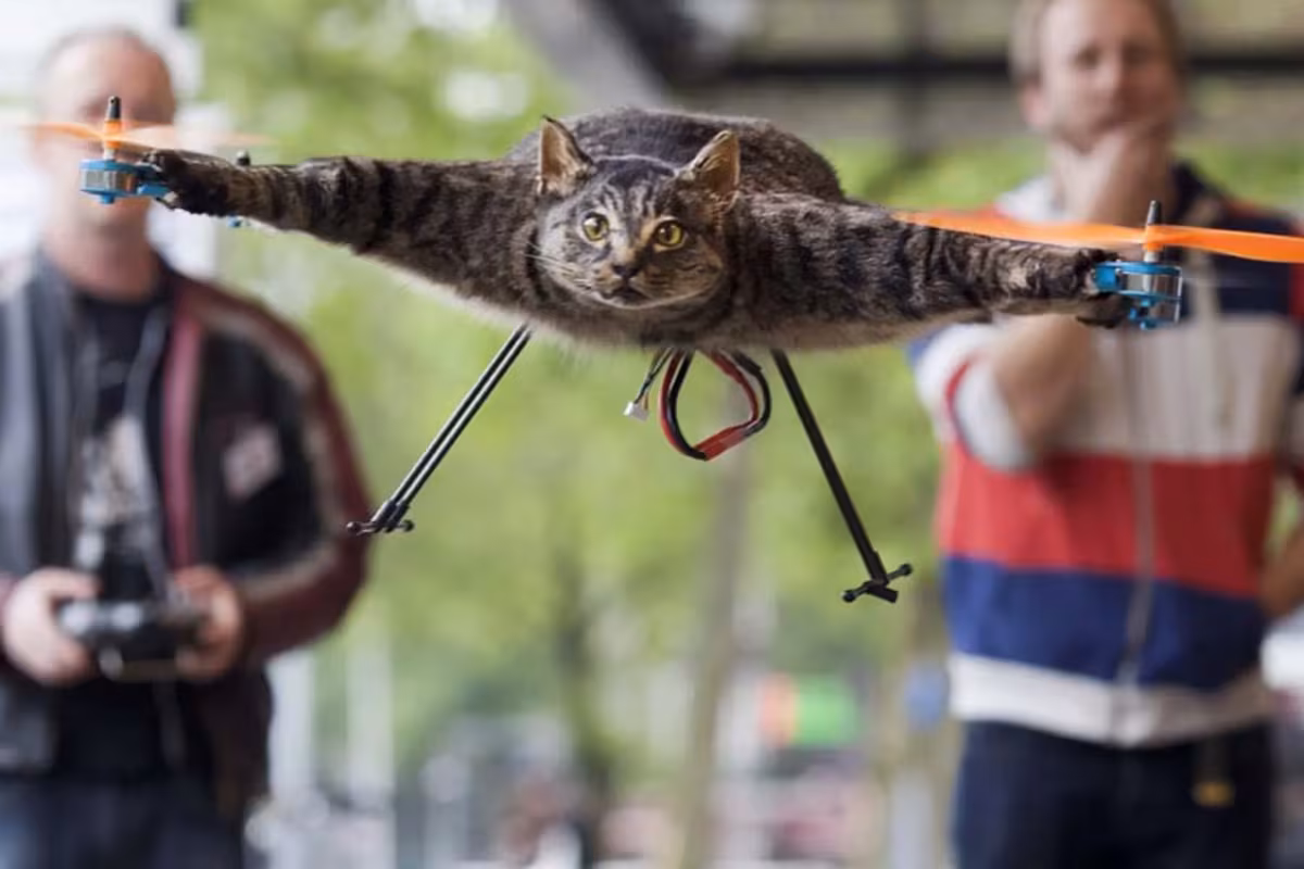 So you want to give dead animals the gift of flight?
