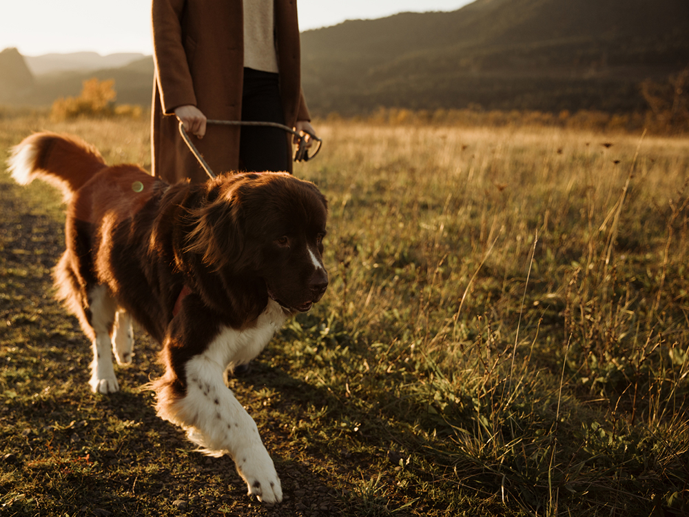 The Danger of Foxtails: Understanding the Risks and How to Protect Your Pet
