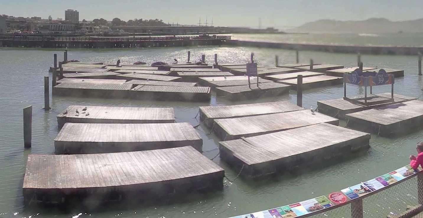 That Record Number of Sea Lions at Pier 39? They’re All Gone Now