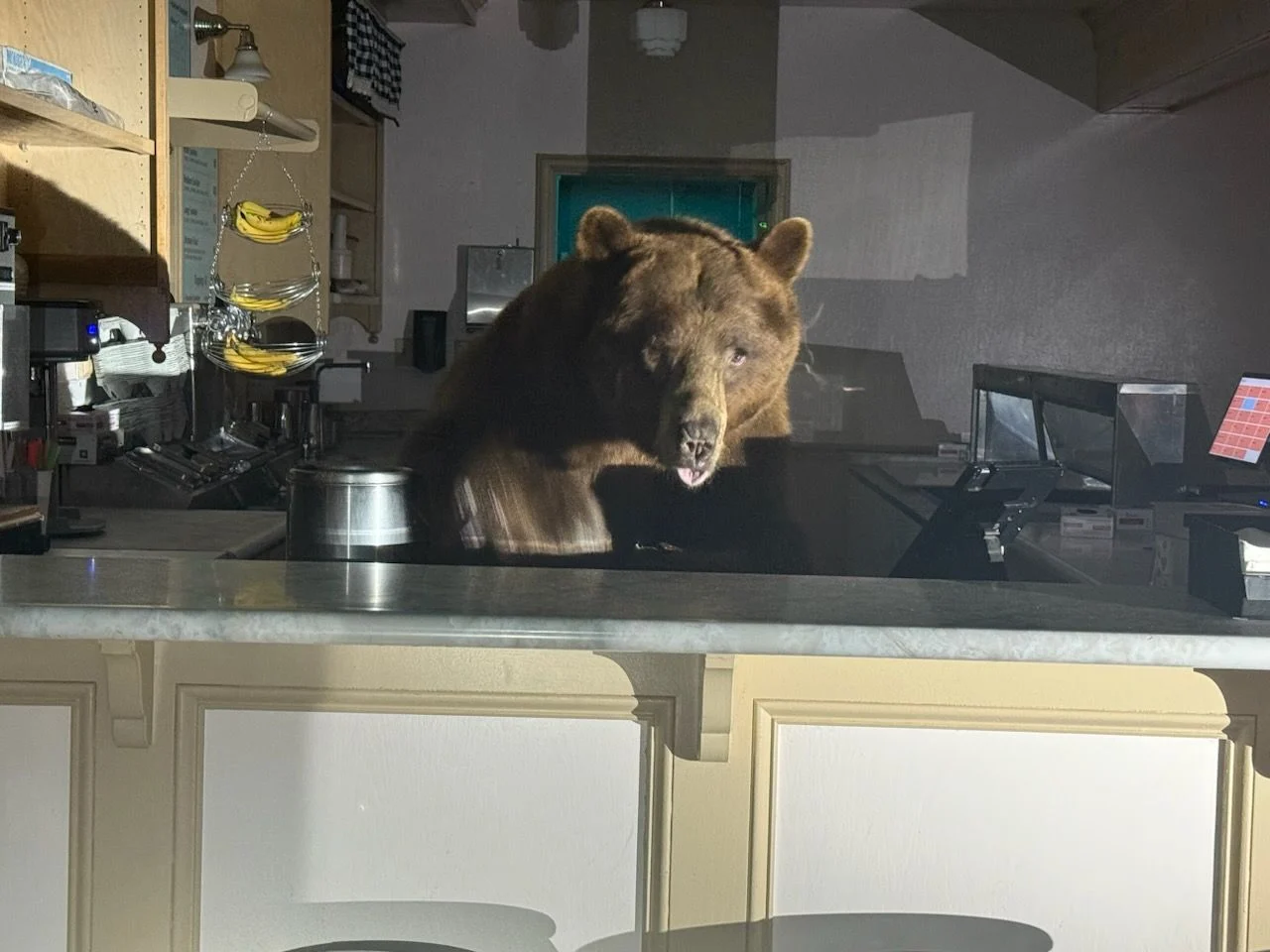 Black Bear Commandeers Tahoe Ice Cream Shop, Woofs Down Strawberry Ice Cream