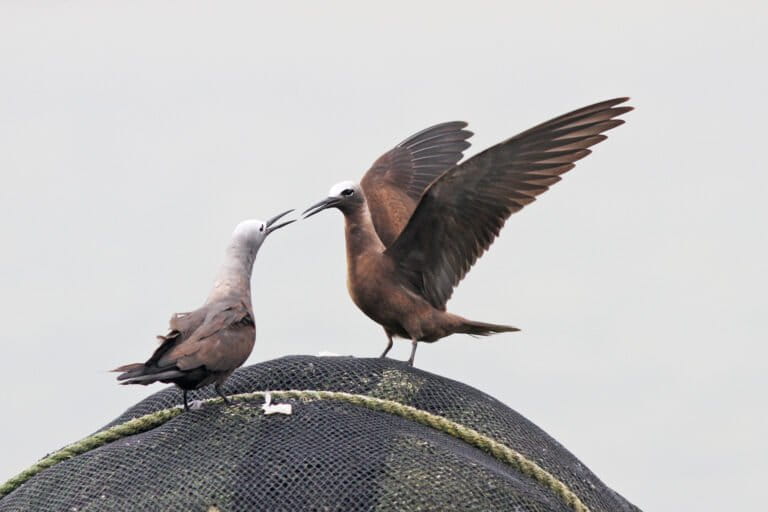 Lesser noddy sighting stirs up birding community in Bangladesh